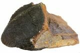 Rooted Triceratops Tooth - South Dakota #73867-2